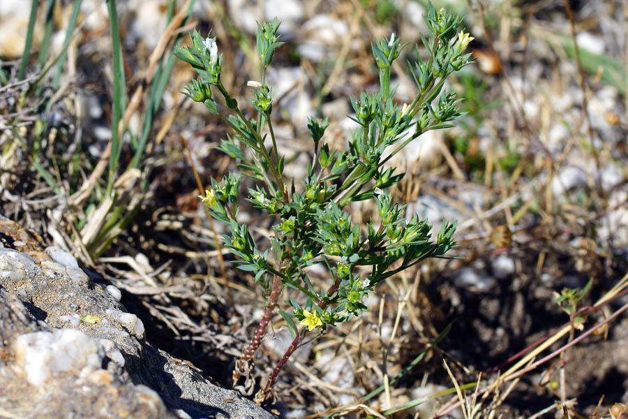 Linum strictum / Lino minore